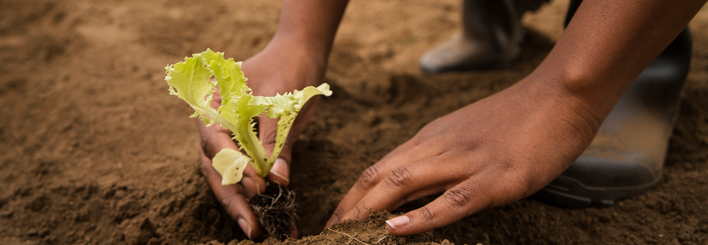 Organic Input Provision